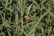 Kleine-karekiet-20110630gt1280IMG_7164a.jpg