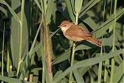 Kleine-karekiet-20110630gt1280IMG_7164b.jpg