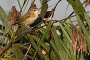 Kleine-karekiet-20120908g800IMG_0111a.jpg