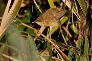 Kleine-karekiet-20120908g800IMG_0134a.jpg