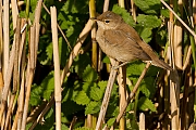 Kleine-karekiet-20120908g800IMG_0147a.jpg