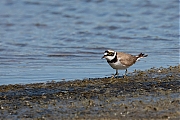 Filename=Kleine-plevier-20190514g1280YSXX4876a.jpg
Filesize=652KiB
Dimensions=1280x960
Date added=May 23, 2019 Kleine-plevier-20190514g1280YSXX4876a.jpg