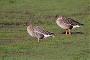 Kleine-rietgans-20090425g1440P1040062acrfb-Bleke-Heide.jpg