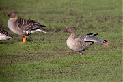 Kleine-rietgans-20090425g1440P1040065acrfb-Bleke-Heide.jpg