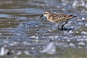 Kleine-strandloper-20110903IMG_0130a.jpg