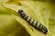 Kleine-voorjaarsspanner-Agriopis-lencophaearia-20130602g800IMG_6165a.jpg