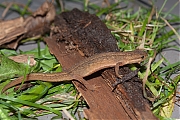 Kleine-watersalamander-20171015g1280IMG_5594a.jpg