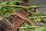 Filename=Kleine-watersalamander-20171015g1280IMG_5596a.jpg
Filesize=801KiB
Dimensions=1280x960
Date added=Oct 16, 2017 Kleine-watersalamander-20171015g1280IMG_5596a.jpg