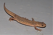 Filename=Kleine-watersalamander-20171015g1280IMG_5607a.jpg
Filesize=718KiB
Dimensions=1280x960
Date added=Oct 16, 2017 Kleine-watersalamander-20171015g1280IMG_5607a.jpg