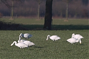 Kleine-wilde-zwaan-20100307P1110546a.jpg