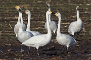 Kleine-wilde-zwaan-20131130g8007X1A9841a.jpg