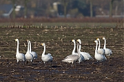 Kleine-wilde-zwaan-20131130g8007X1A9842a.jpg