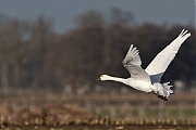 Filename=Kleine-wilde-zwaan-20131130g8007X1A9844a.jpg
Filesize=251KiB
Dimensions=800x600
Date added=Nov 30, 2013 Kleine-wilde-zwaan-20131130g8007X1A9844a.jpg