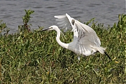 Kleine-zilverreiger-20110810IMG_8845b.jpg