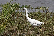 Filename=Kleine-zilverreiger-20110810IMG_8895a.jpg
Filesize=298KiB
Dimensions=800x600
Date added=Dec 10, 2011 Kleine-zilverreiger-20110810IMG_8895a.jpg