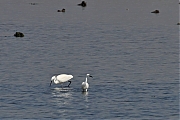Filename=Kleine-zilverreiger-20110903IMG_9992a.jpg
Filesize=317KiB
Dimensions=800x600
Date added=Dec 07, 2011 Kleine-zilverreiger-20110903IMG_9992a.jpg
