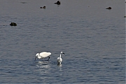 Kleine-zilverreiger-20110903IMG_9992a.jpg