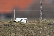 Filename=Kleine-zilverreiger-20150312g12807X1A3064a.jpg
Filesize=652KiB
Dimensions=1280x960
Date added=Mar 12, 2015 Kleine-zilverreiger-20150312g12807X1A3064a.jpg
