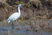 Filename=Kleine-zilverreiger-20150312g12807X1A3068an.jpg
Filesize=989KiB
Dimensions=1280x960
Date added=Nov 18, 2017 Kleine-zilverreiger-20150312g12807X1A3068an.jpg