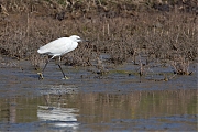 Filename=Kleine-zilverreiger-20150312g12807X1A3071.jpg
Filesize=825KiB
Dimensions=1280x960
Date added=Mar 12, 2015 Kleine-zilverreiger-20150312g12807X1A3071.jpg
