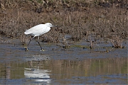 Kleine-zilverreiger-20150312g12807X1A3071.jpg