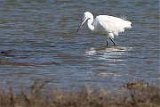 Filename=Kleine-zilverreiger-20150312g12807X1A3089a.jpg
Filesize=733KiB
Dimensions=1280x960
Date added=Mar 12, 2015 Kleine-zilverreiger-20150312g12807X1A3089a.jpg