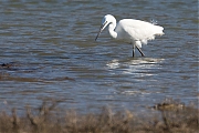 Kleine-zilverreiger-20150312g12807X1A3089a.jpg