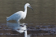 Filename=Kleine-zilverreiger-20150317g12807X1A3162a.jpg
Filesize=775KiB
Dimensions=1280x960
Date added=Mar 18, 2015 Kleine-zilverreiger-20150317g12807X1A3162a.jpg