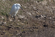 Filename=Kleine-zilverreiger-20150317g12807X1A3170a.jpg
Filesize=1101KiB
Dimensions=1280x960
Date added=Mar 18, 2015 Kleine-zilverreiger-20150317g12807X1A3170a.jpg