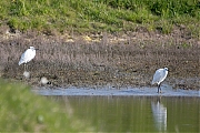 Filename=Kleine-zilverreiger-20160421g12807X1A4274a.jpg
Filesize=910KiB
Dimensions=1280x960
Date added=Apr 23, 2016 Kleine-zilverreiger-20160421g12807X1A4274a.jpg