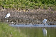 Kleine-zilverreiger-20160421g12807X1A4274a.jpg