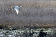 Filename=Kleine-zilverreiger-20171106g1280YSXX9519a.jpg
Filesize=703KiB
Dimensions=1280x960
Date added=Nov 07, 2017 Kleine-zilverreiger-20171106g1280YSXX9519a.jpg