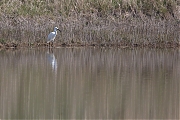 Filename=Kleine-zilverreiger-20210331g1280YSXX9482a.jpg
Filesize=794KiB
Dimensions=1280x960
Date added=Apr 02, 2021 Kleine-zilverreiger-20210331g1280YSXX9482a.jpg