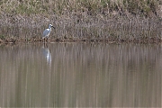 Kleine-zilverreiger-20210331g1280YSXX9482a.jpg