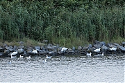 Filename=Kleine-zilverreiger-20240805g14401A1A4029atcrfb-Scherpenisse.jpg
Filesize=1129KiB
Dimensions=1280x960
Date added=Aug 19, 2024 Kleine-zilverreiger-20240805g14401A1A4029atcrfb-Scherpenisse.jpg