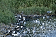 Filename=Kleine-zilverreiger-20240805g14401A1A4069atcrfb-Scherpenisse.jpg
Filesize=1127KiB
Dimensions=1280x960
Date added=Aug 19, 2024 Kleine-zilverreiger-20240805g14401A1A4069atcrfb-Scherpenisse.jpg