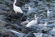 Filename=Kleine-zilverreiger-20240805g14401A1A4084btcrfb-Scherpenisse.jpg
Filesize=1034KiB
Dimensions=1280x960
Date added=Aug 19, 2024 Kleine-zilverreiger-20240805g14401A1A4084btcrfb-Scherpenisse.jpg