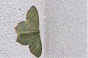 Kleine-zomervlinder-Hemithea-aestivaria-20140702g1024IMG_5667a.jpg
