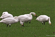 Kleine-zwaan-20110213P1170069b.jpg