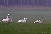 Kleine-zwaan-20110219IMG_0272a.jpg