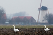 Filename=Kleine-zwaan-20130216g8007X1A4453a.jpg
Filesize=262KiB
Dimensions=800x600
Date added=Feb 17, 2013 Kleine-zwaan-20130216g8007X1A4453a.jpg