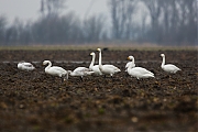 Kleine-zwaan-20130216g8007X1A4471bp.jpg