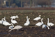 Kleine-zwaan-20131130g8007X1A9828a.jpg