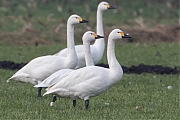 Filename=Kleine-zwaan-20170206g1280YSXX6413g.jpg
Filesize=655KiB
Dimensions=1280x960
Date added=Feb 06, 2017 Kleine-zwaan-20170206g1280YSXX6413g.jpg