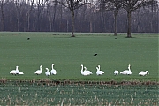 Kleine-zwaan-20220106g14401A1A4821a-Pannenhoef.jpg