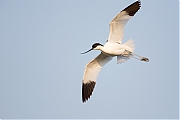 Filename=Kluut-20130607g12807X1A7819na.jpg
Filesize=486KiB
Dimensions=1280x960
Date added=Oct 12, 2017 Kluut-20130607g12807X1A7819na.jpg
