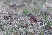 Filename=Kneu-20220415g14401A1A1178acrfb-Hogerwaardpolder.jpg
Filesize=881KiB
Dimensions=1280x960
Date added=Jan 24, 2023 Kneu-20220415g14401A1A1178acrfb-Hogerwaardpolder.jpg