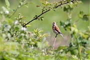 Filename=Kneu-20220527g14401A1A1886acrfb-Oude-Buisse-Heide.jpg
Filesize=650KiB
Dimensions=1280x960
Date added=Sep 10, 2022 Kneu-20220527g14401A1A1886acrfb-Oude-Buisse-Heide.jpg