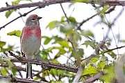 Filename=Kneu-20240418g14401A1A4213acrfb-Bleke-Heide.jpg
Filesize=639KiB
Dimensions=1280x960
Date added=May 10, 2024 Kneu-20240418g14401A1A4213acrfb-Bleke-Heide.jpg