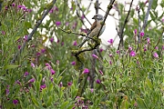 Filename=Kneu-20240722g14401A1A2986atcrfb-Schakerloopolder.jpg
Filesize=884KiB
Dimensions=1280x960
Date added=Aug 02, 2024 Kneu-20240722g14401A1A2986atcrfb-Schakerloopolder.jpg